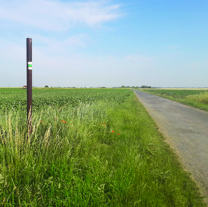 field.jpg